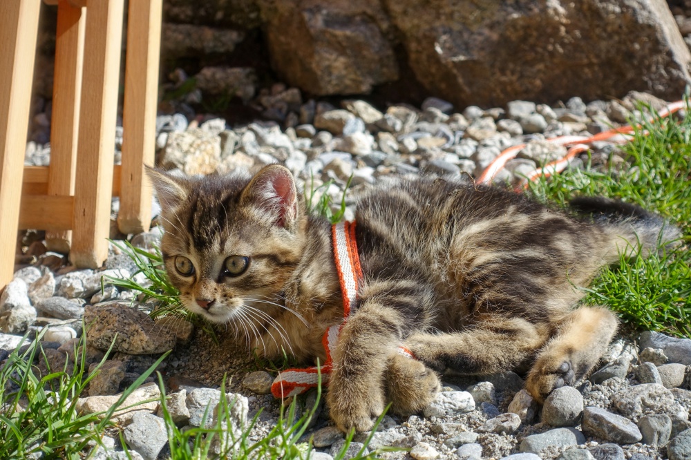 L'adorable chaton de la cabane de l'A Neuve, dans le Val Ferret